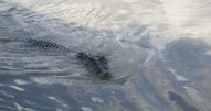 2009-09-20_Crocodiles/PICT4365_tt.jpg