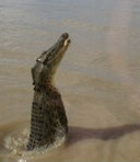 2009-09-20_Crocodiles/PICT4388_tt.jpg