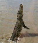 2009-09-20_Crocodiles/PICT4389_tt.jpg